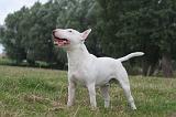 BULL TERRIER MINIATURE 090